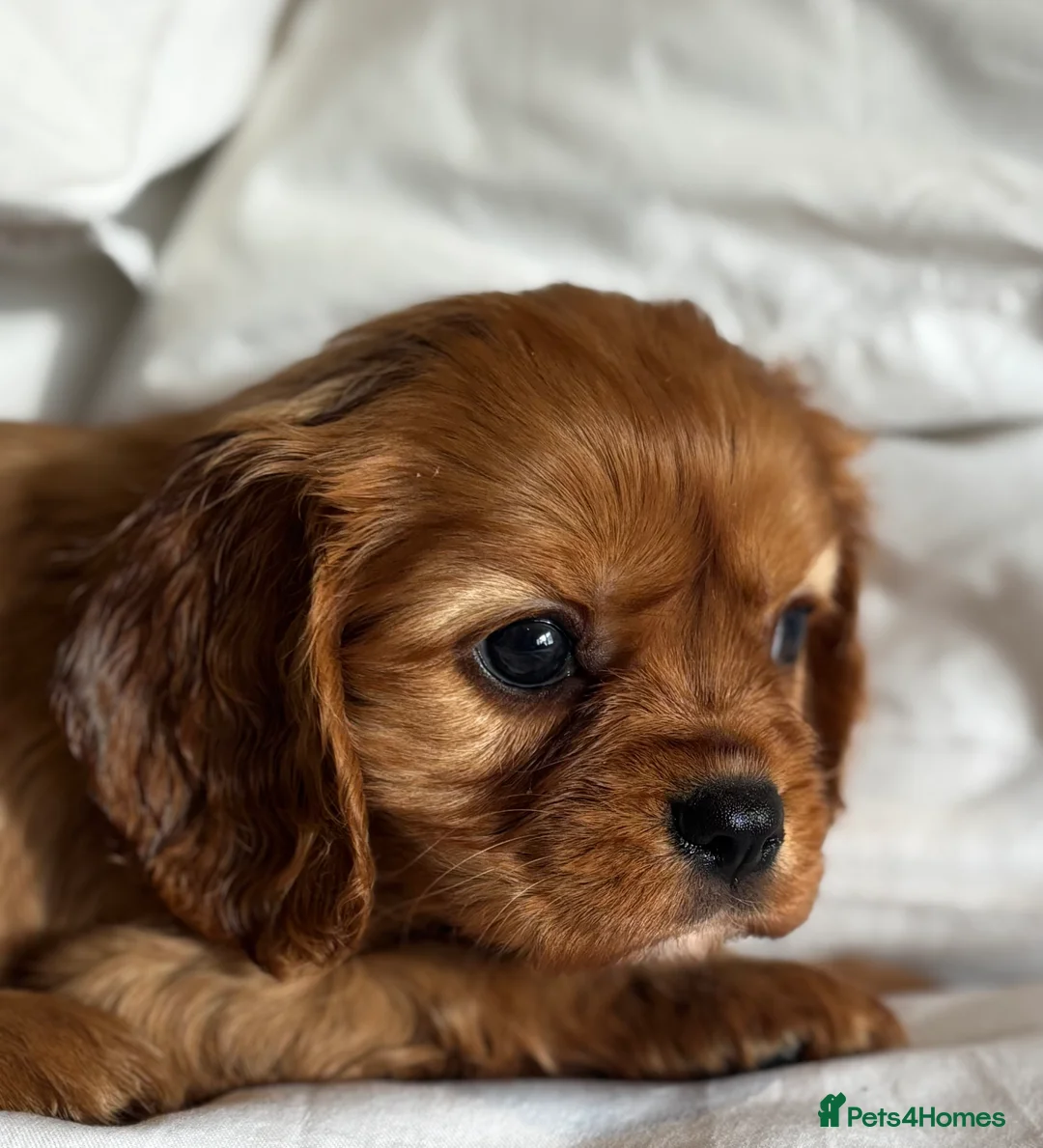 Cavalier King Charles Spaniel dogs for sale: 🐶KC REG, EXTENSIVELY HEALTH TESTED CAVALIER 🐶  - Advert 22