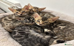 Bengal cats for sale: Silver Charcoal and Brown rosetted Bengal kittens  - Image 6