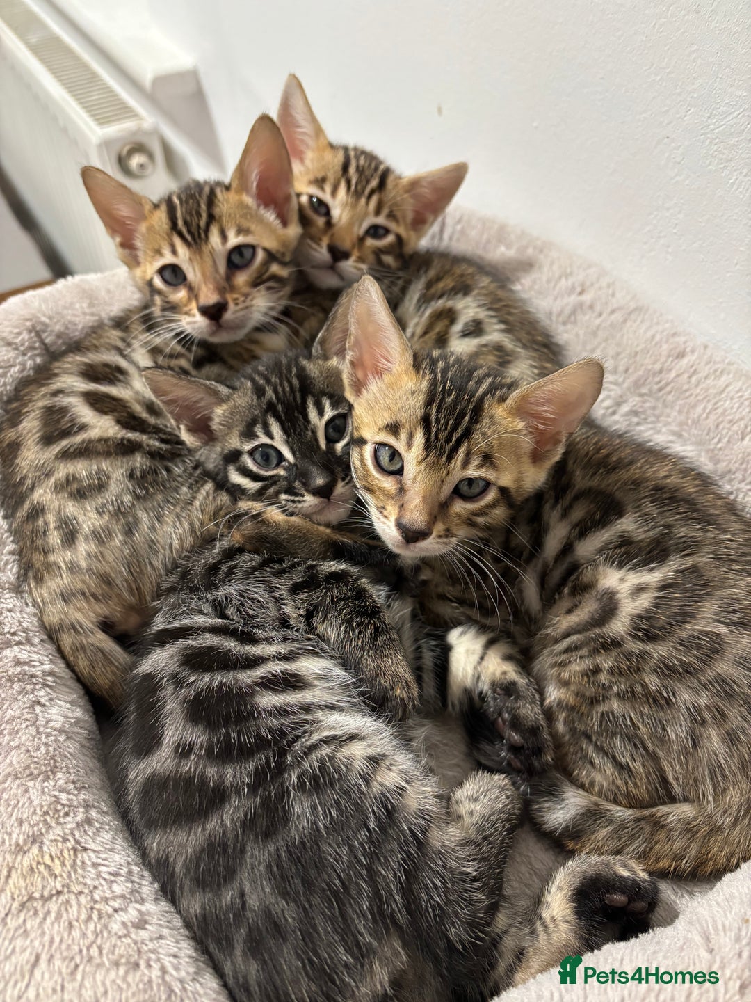 Bengal cats for sale: Silver Charcoal and Brown rosetted Bengal kittens  - Image 6