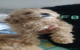 Maltipoo dogs for sale: Beautiful maltipoo puppys - Image 5