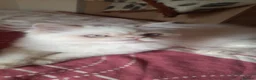 Persian cats for sale: Vaccinated 4 Beautiful Persian Chinchilla Kittens  - Advert 19