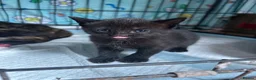 Mixed Breed cats for sale: Kittens Looking for Their Forever Homes in Wellington - Advert 3