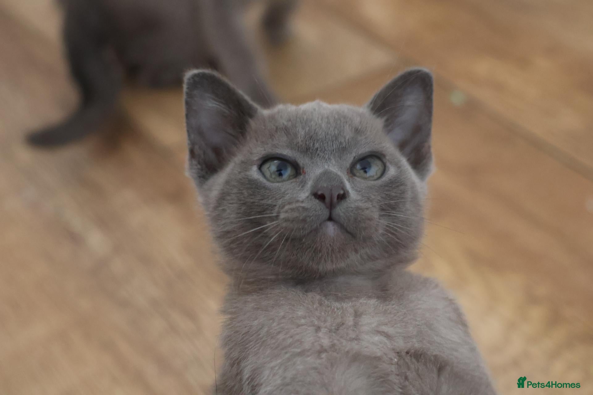 Burmese cats Affectionate Burmese boys - Advert 3