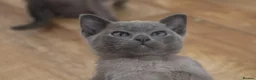 Burmese cats for sale: Affectionate Burmese boys - Advert 1