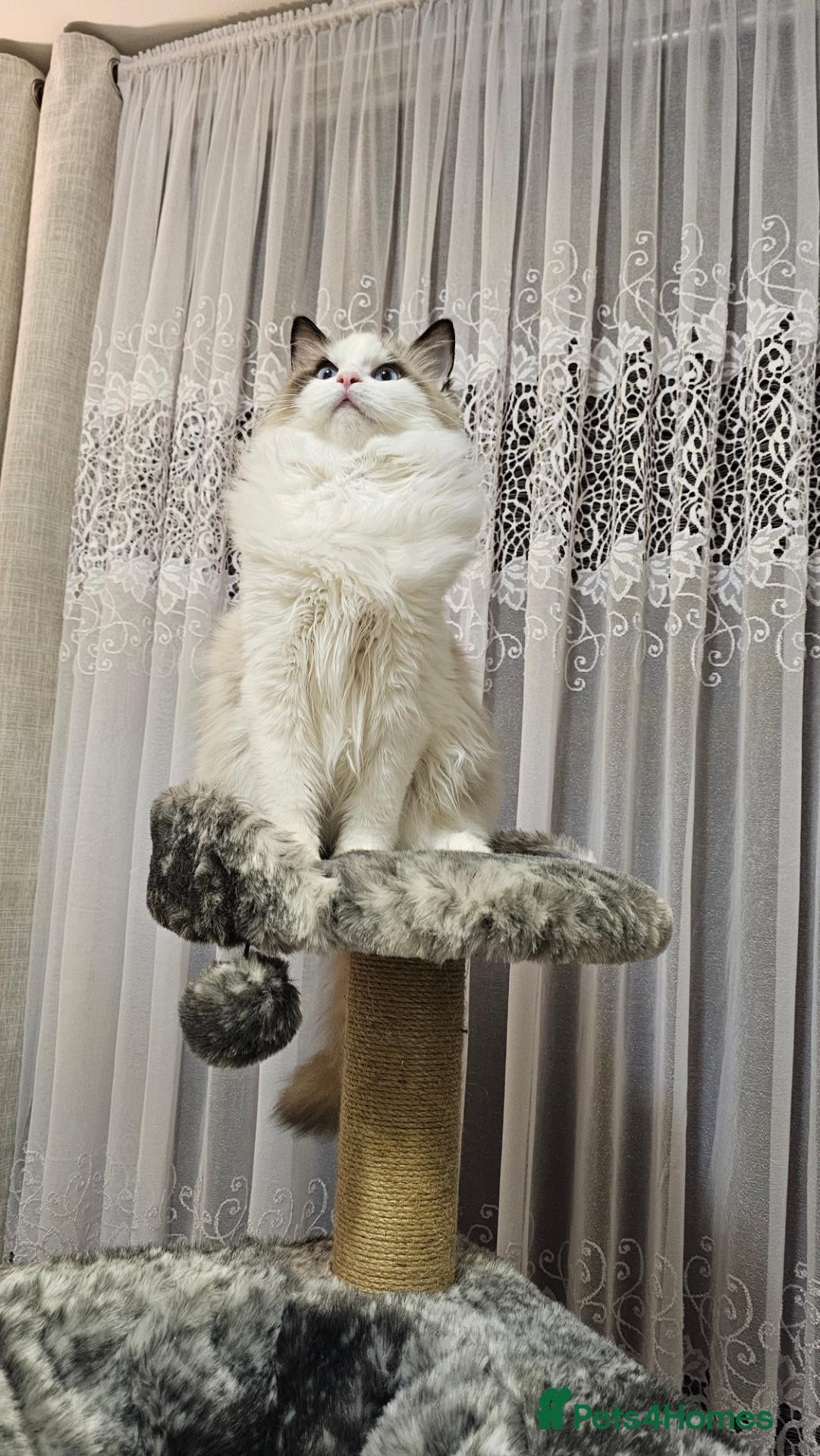 Ragdoll cats STUNNING GCCF REGISTRED RAGDOLLS - Advert 2