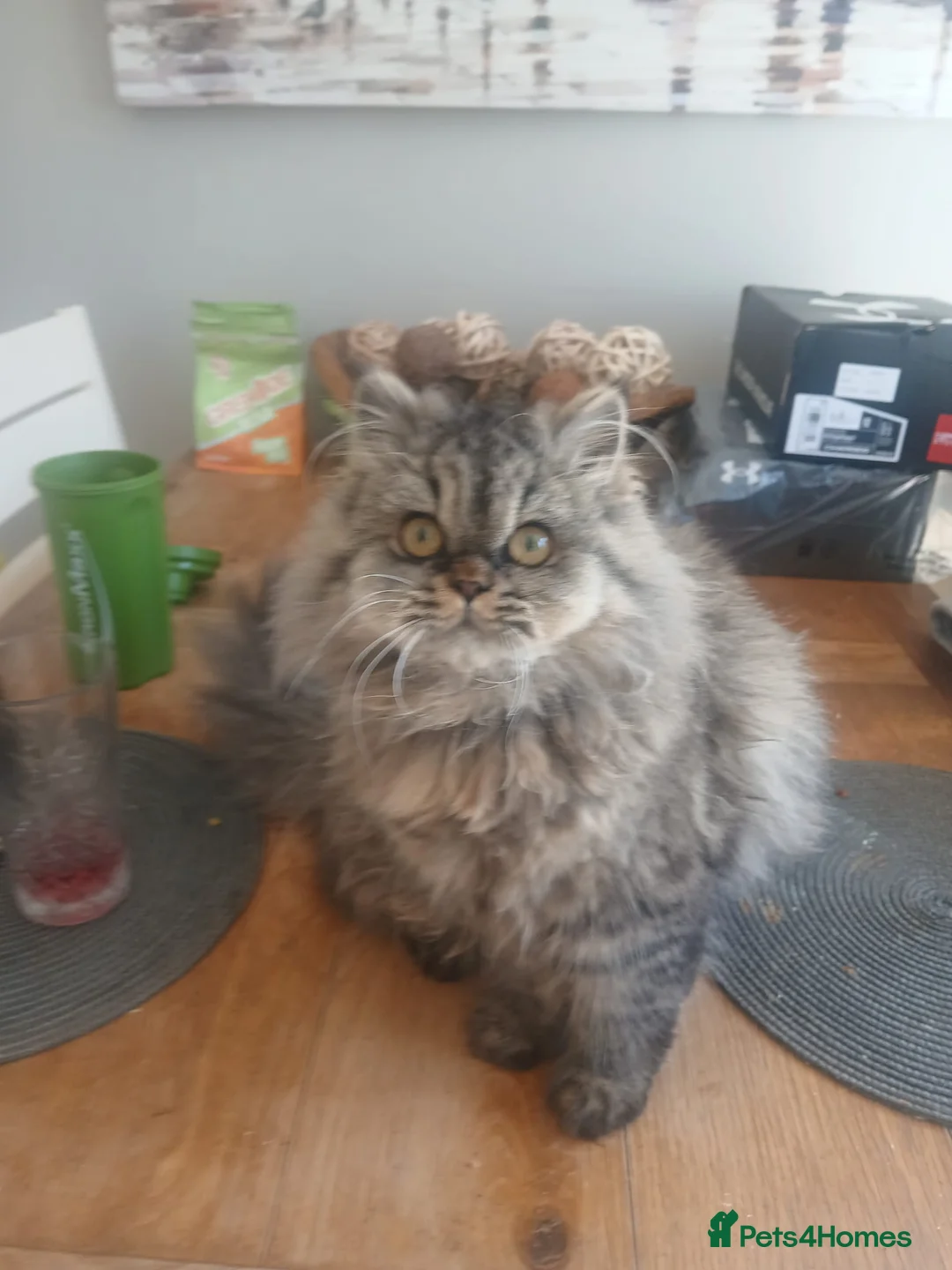 Persian cats for sale: 7 month old Persian Kitten - Advert 2