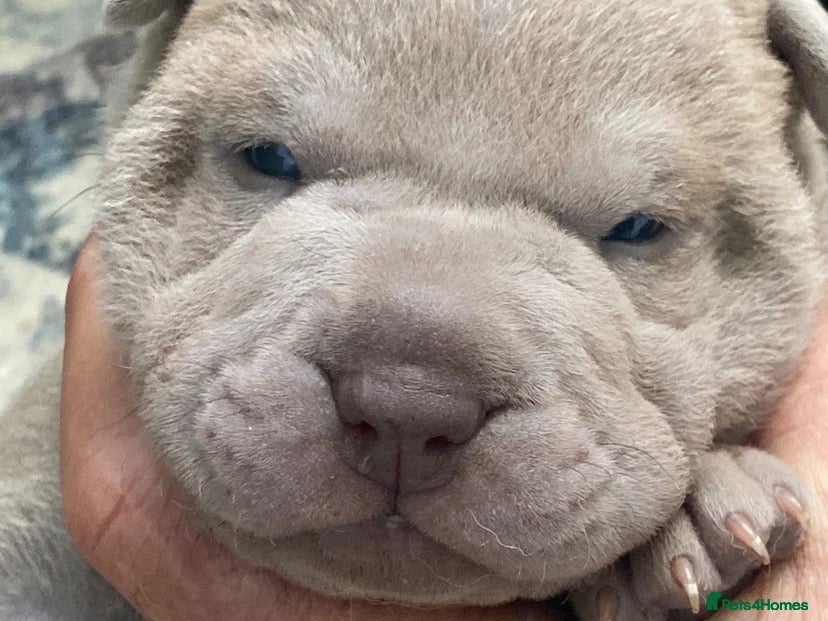 Shar Pei dogs Stunning shar pei puppies - Advert 2
