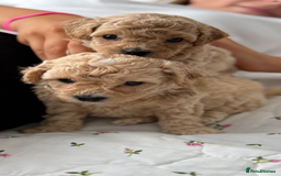 Poochon dogs for sale: Poochon Puppies - Image 21