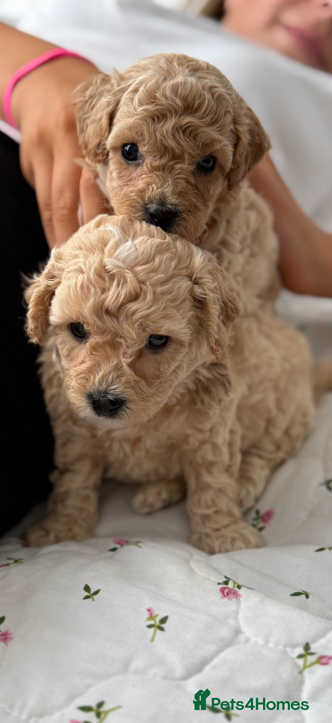 Poochon dogs for sale: Poochon Puppies - Image 21