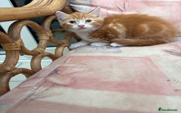 Mixed Breed cats for sale: Ginger Male Kitten -£220 - Image 12