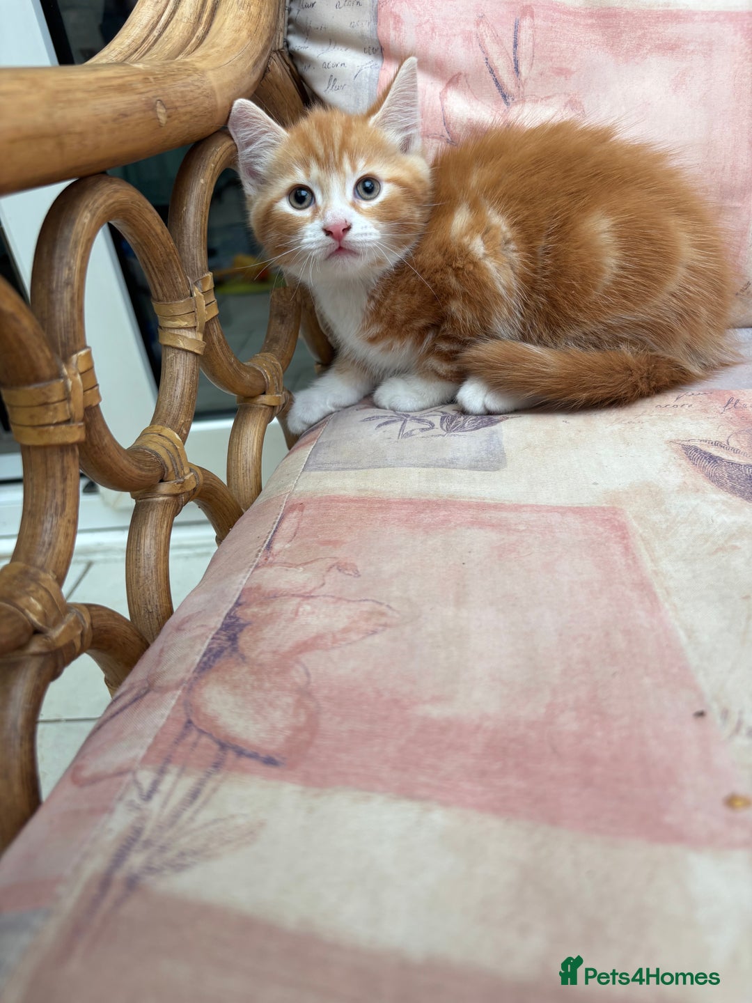 Mixed Breed cats for sale: Ginger Male Kitten -£220 - Image 12