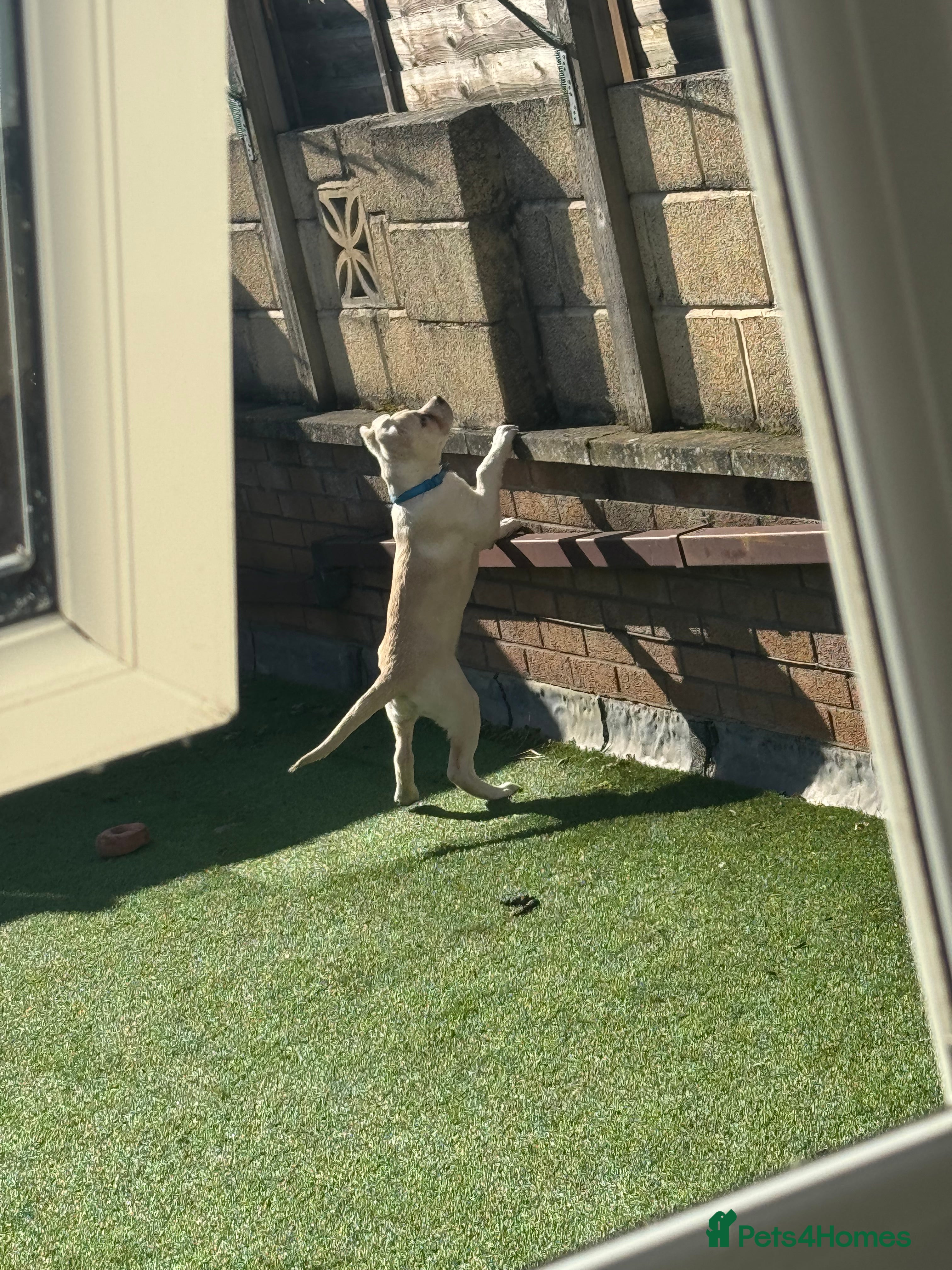 Mixed Breed dogs German sheppard mixed  - Advert 10