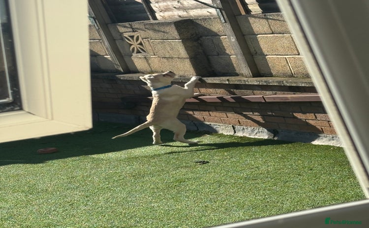 Mixed Breed dogs - Advert 9