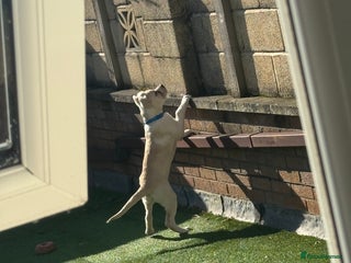 Mixed Breed dogs - Advert 1