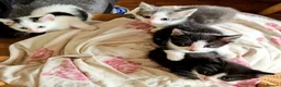 Mixed Breed cats for sale: Ready now Beautiful tabby kitties - Advert 4