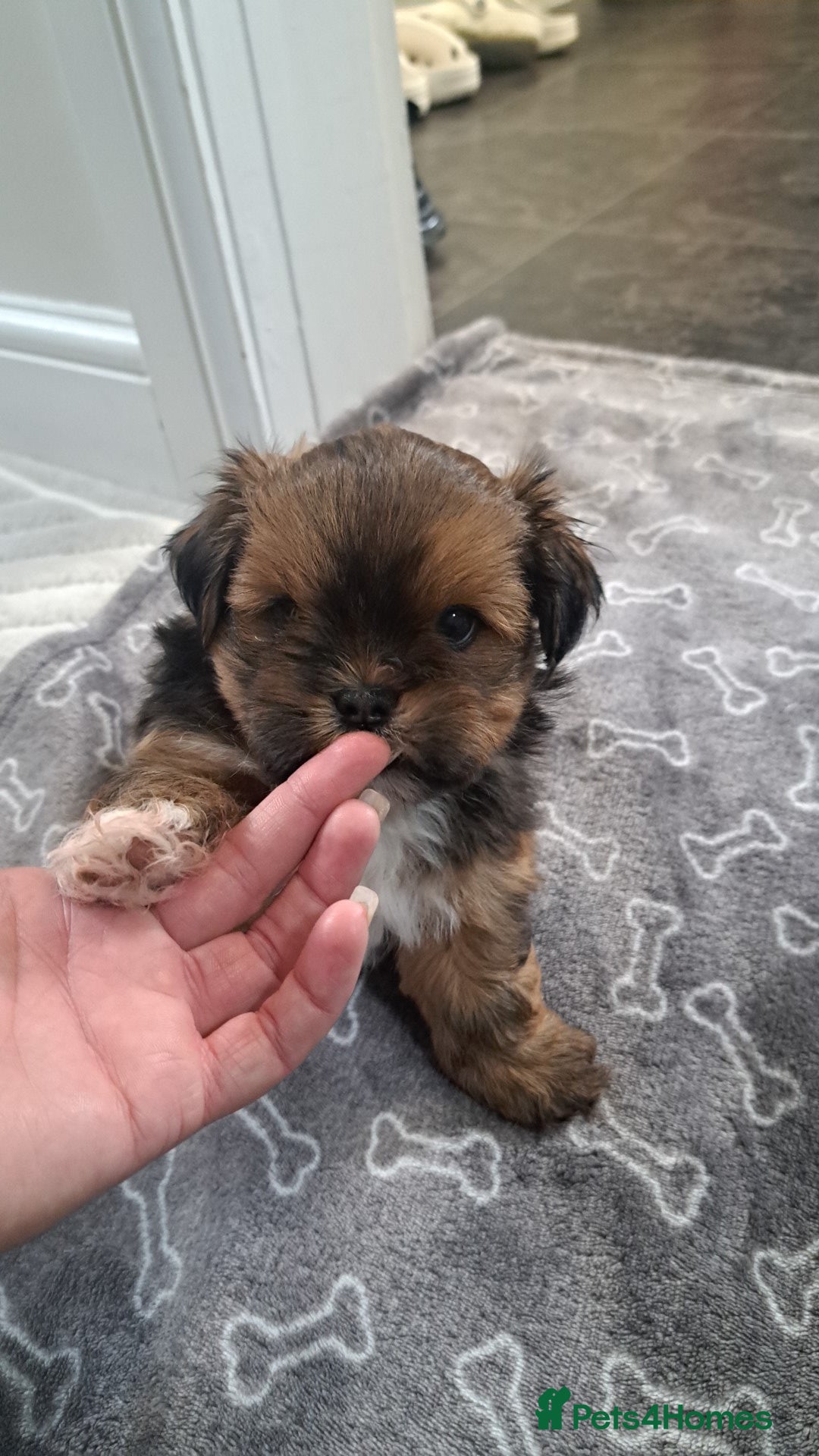 Lhasa Apso dogs Gorgeous Lhasa apso pups 🐶 😍  - Advert 9