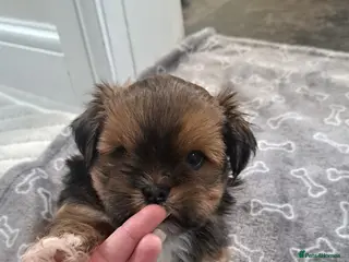 Lhasa Apso dogs Gorgeous Lhasa apso pups 🐶 😍 - Advert 9