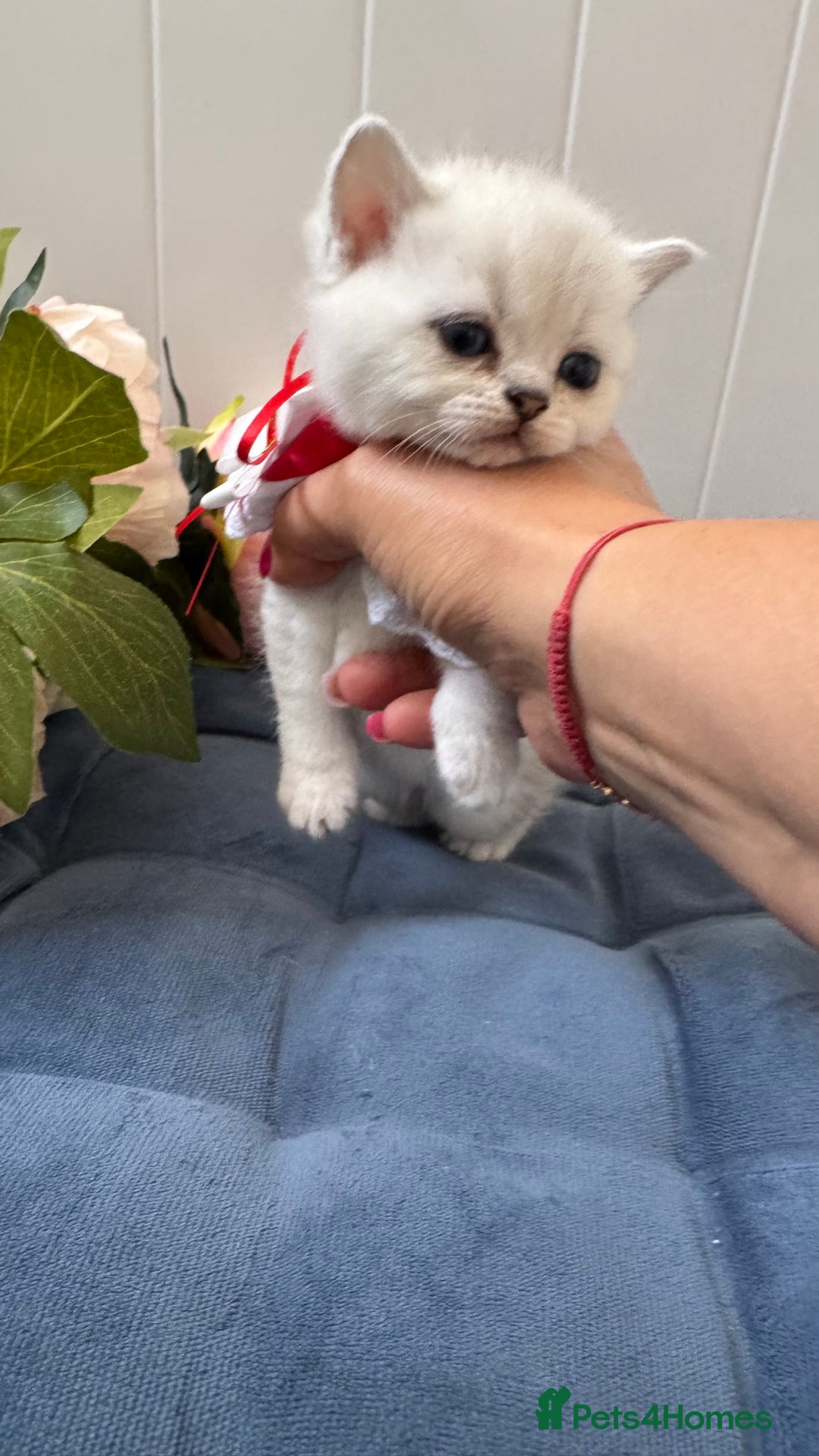Scottish Fold cats for sale: Scottish Straight Girl  - Image 12