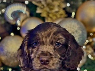 Cocker Spaniel dogs Cocker spaniel puppies - Advert 8