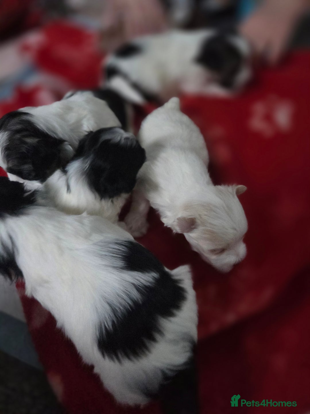 Maltese dogs for sale: 3 boys 1 girl x maltese puppies - Advert 22