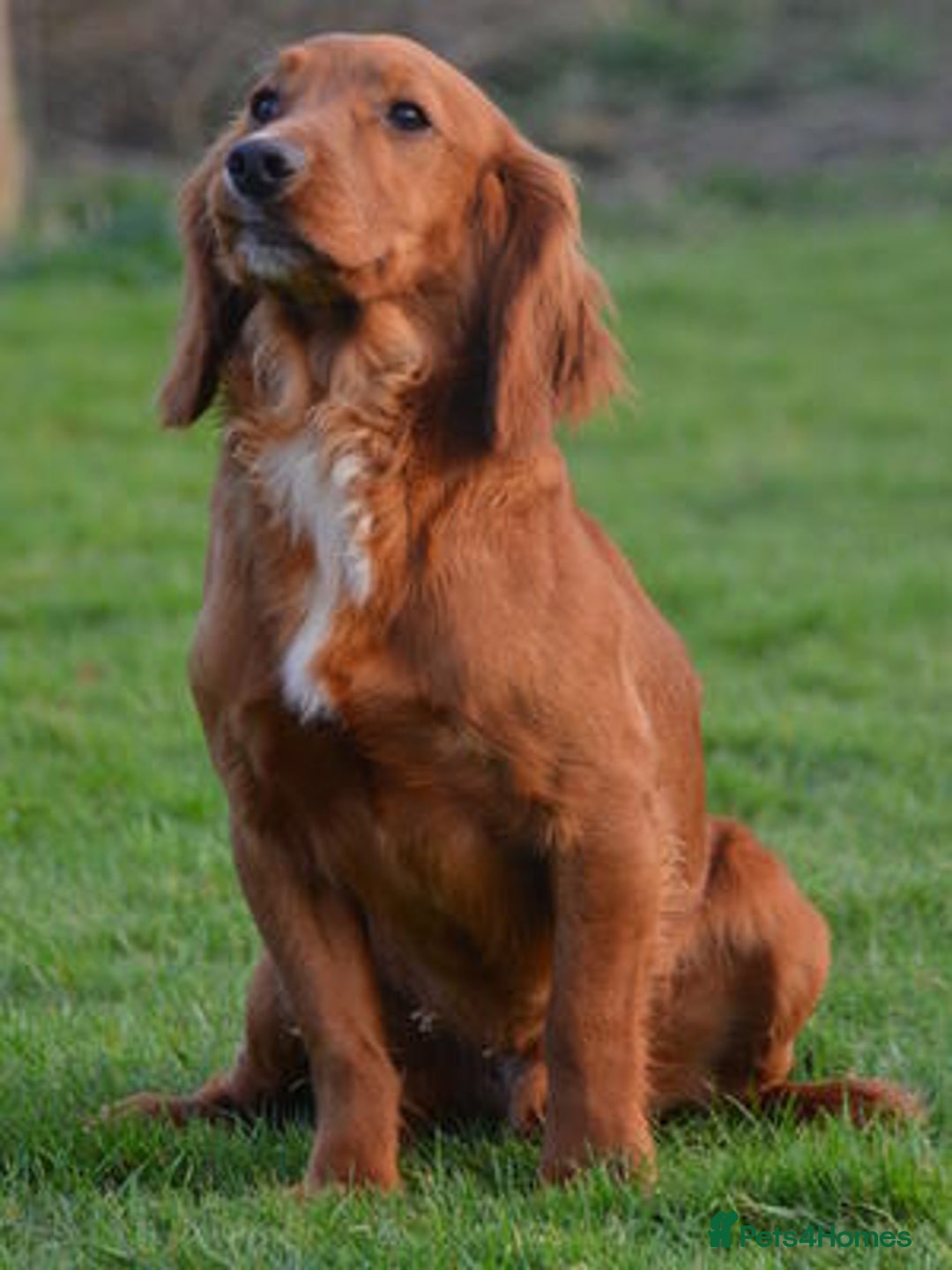 Cocker Spaniel dogs for sale: Ruby Red Cockers - Image 10