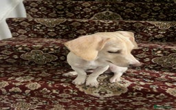 Mixed Breed dogs for sale: Miniature Jackweenie Puppy For Sale  - Image 3