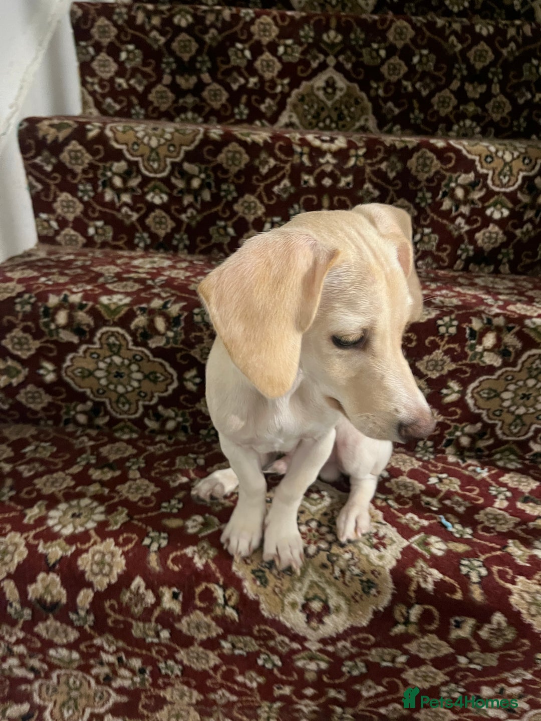 Mixed Breed dogs for sale: Miniature Jackweenie Puppy For Sale  - Image 3