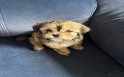 Mixed Breed dogs for sale: Fluffy Lhasa X Puppies – Family Raised! - Image 1
