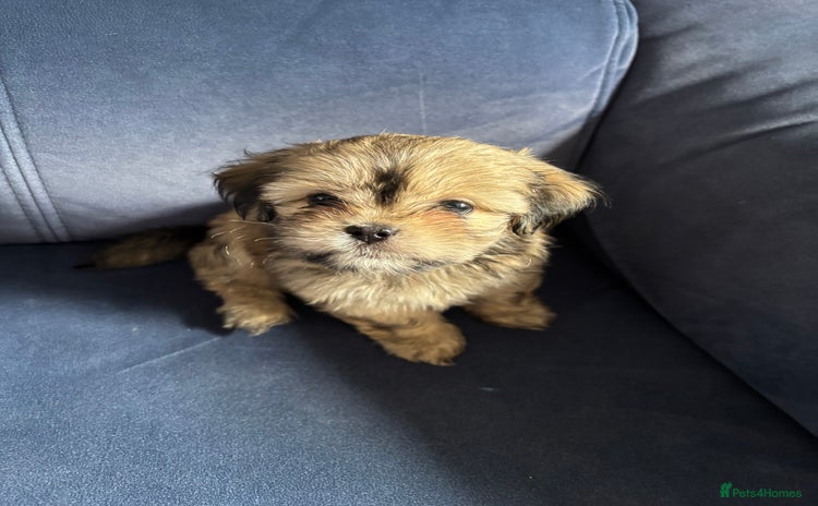 Mixed Breed dogs - Advert 7