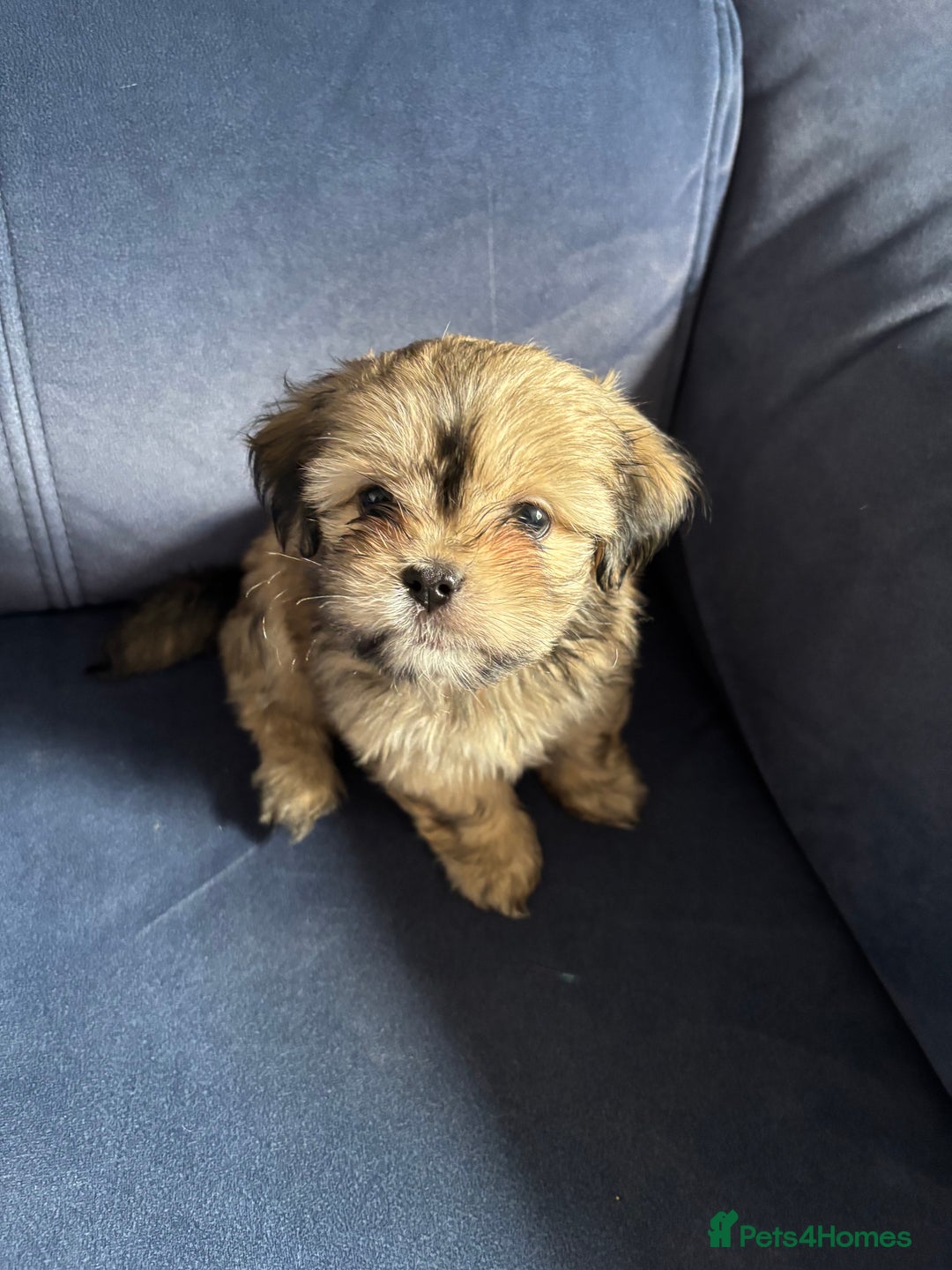 Mixed Breed dogs for sale: Fluffy Lhasa X Puppies – Family Raised! - Image 1