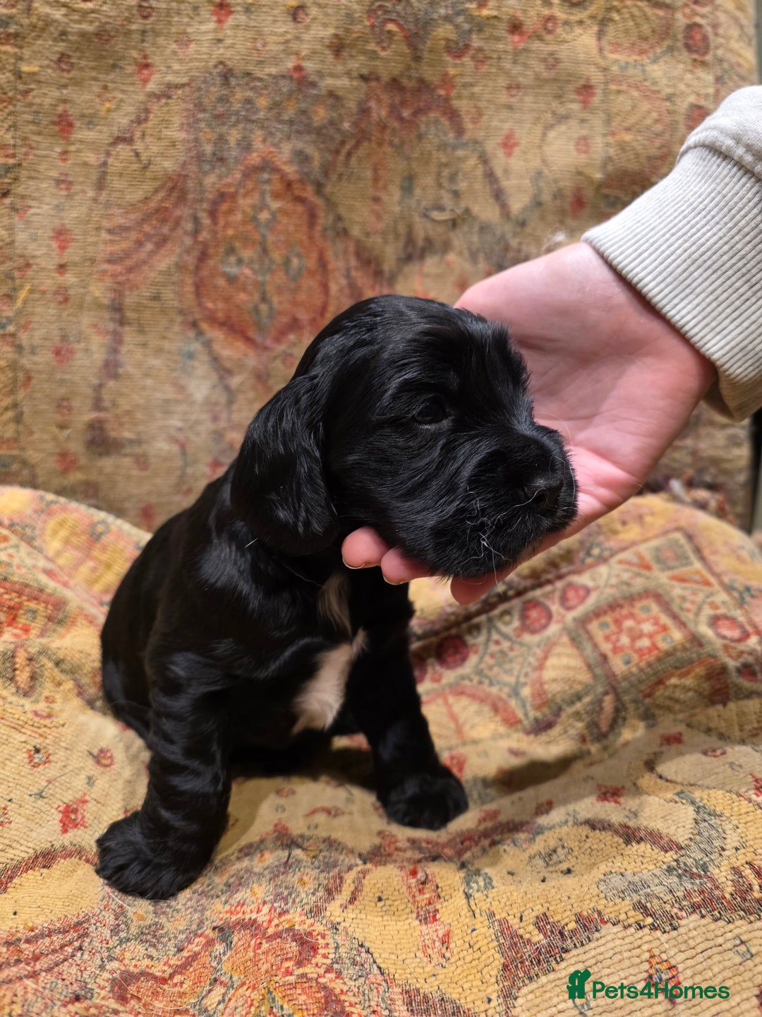 Cockalier dogs for sale: Gorgeous chunky Cockalier pupuchinos - Image 17
