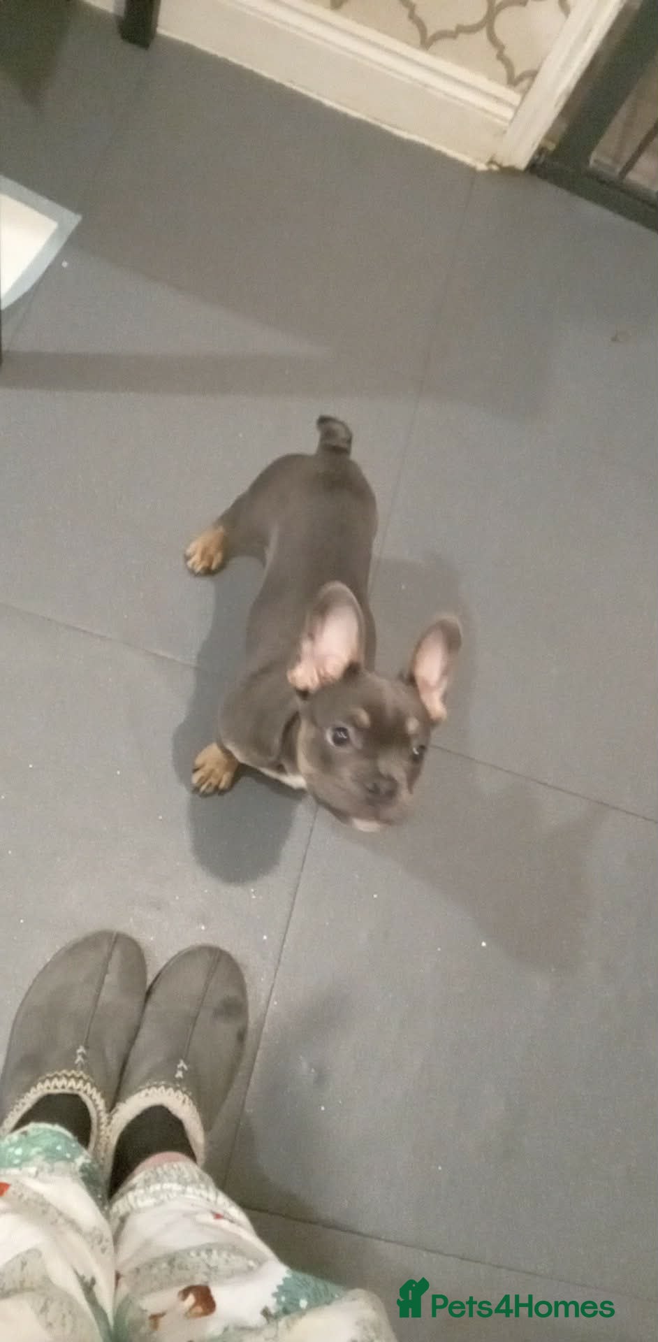 French Bulldog dogs Full bloodline French bulldog for rehome  - Advert 8