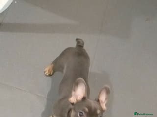 French Bulldog dogs Full bloodline French bulldog for rehome - Advert 8