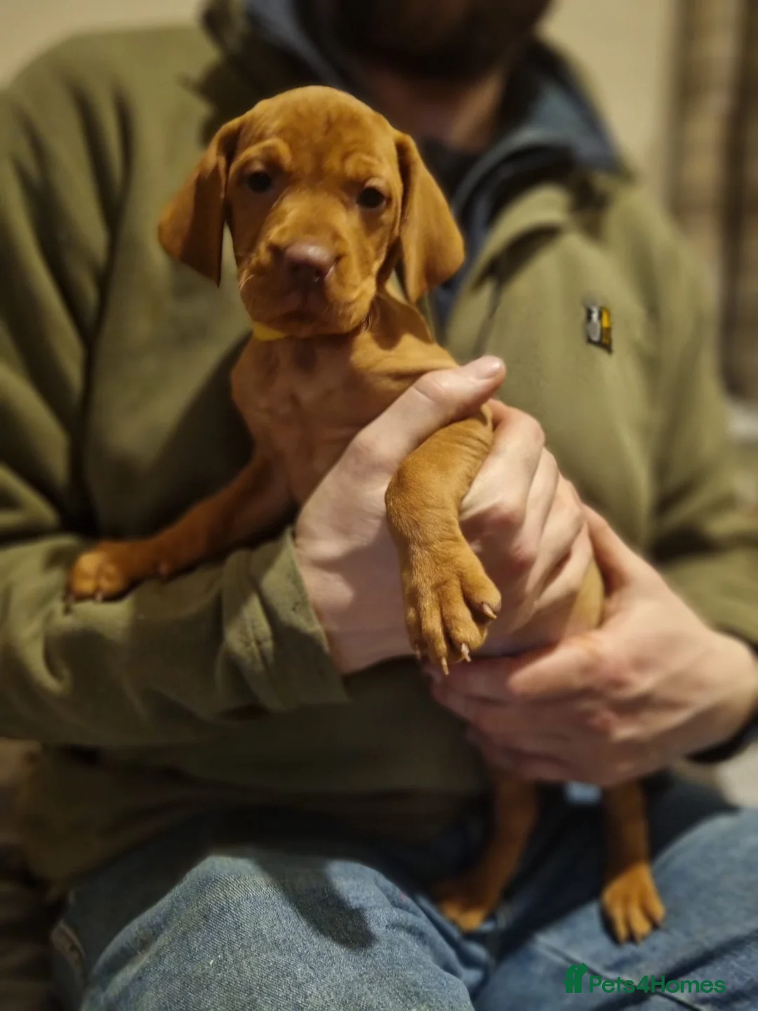 Hungarian Vizsla dogs for sale: Hungarian vizsla pups - Advert 7