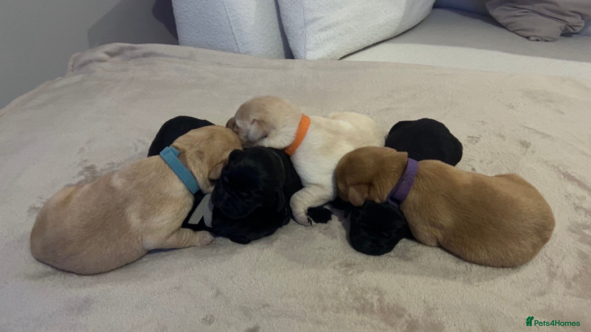 Labrador Retriever dogs 2 Labrador puppies left  - Advert 8