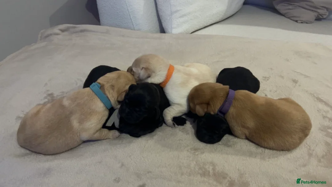 Labrador Retriever dogs for sale: 2 Labrador puppies left  - Advert 1