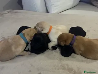 Labrador Retriever dogs 2 Labrador puppies left - Advert 8