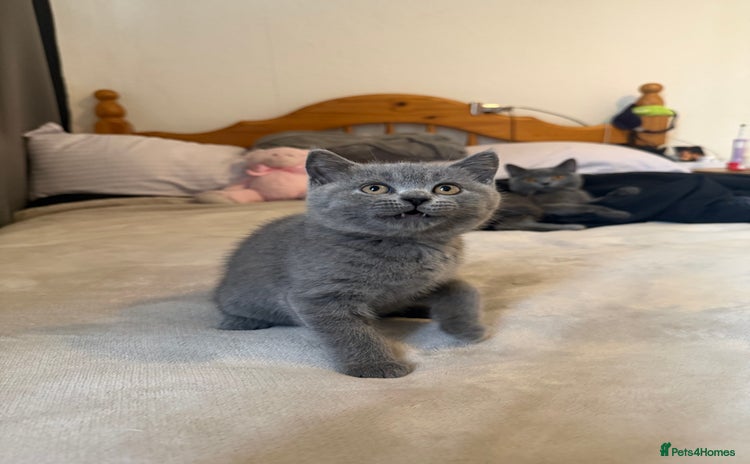 British Shorthair cats - Advert 3