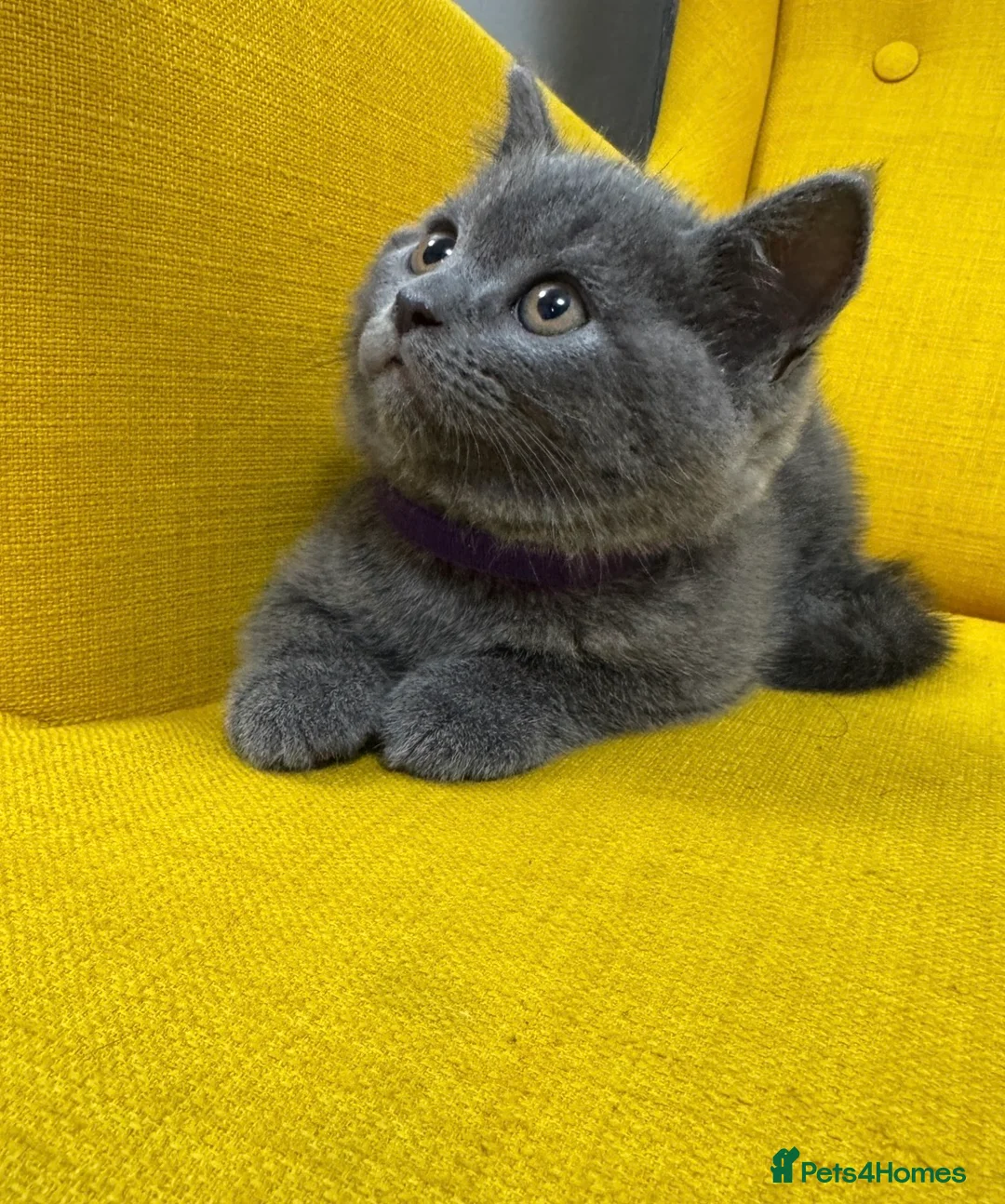 British Shorthair cats for sale:     British Shorthair Kittens – 3 Beautiful Girls - Advert 35