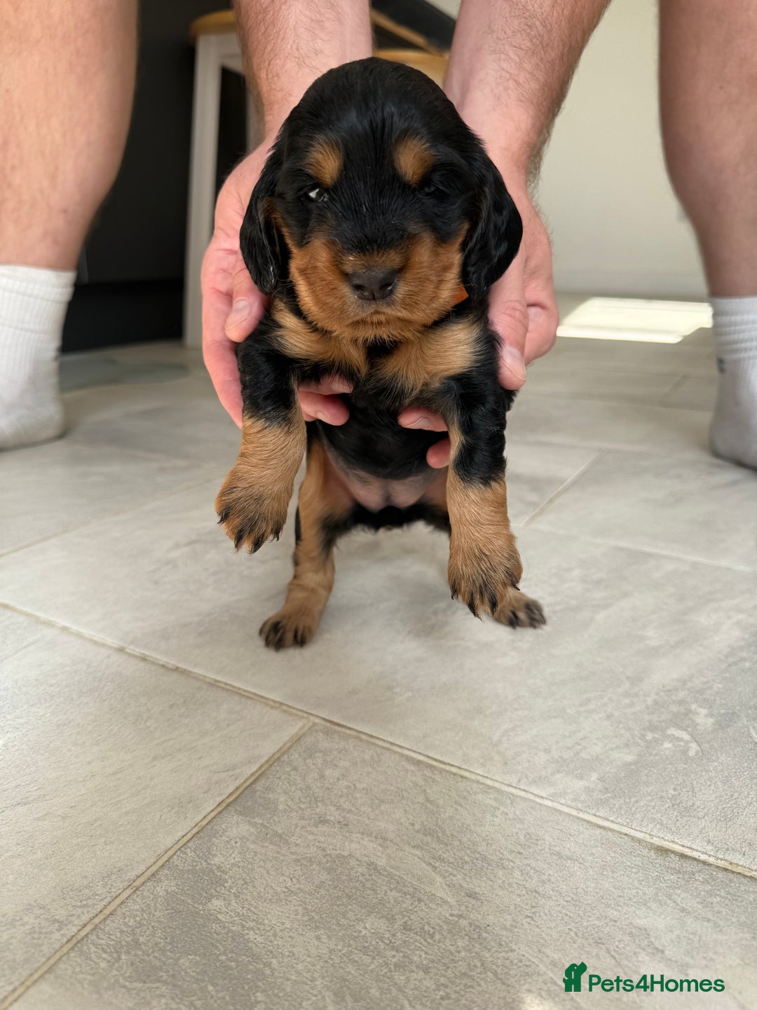 Cocker Spaniel dogs for sale: ****only 2 left****Stunning cocker puppies - Image 22