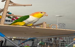Parrots birds for sale: Female white bellied caique - Image 3