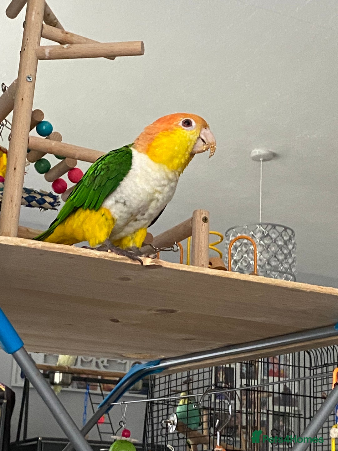 Parrots birds for sale: Female white bellied caique - Image 3