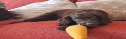 Cocker Spaniel dogs for sale: Chocolate brown Working Cocker Spaniel - Advert 2