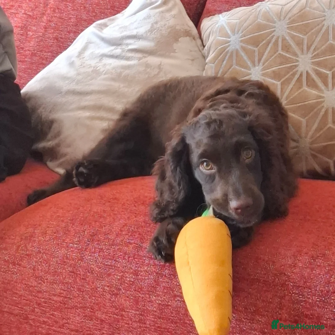 Cocker Spaniel dogs for sale: Chocolate brown Working Cocker Spaniel - Advert 2