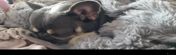 French Bulldog dogs for sale: 18 month old lilac and tan french bulldog  in Brighton - Advert 4