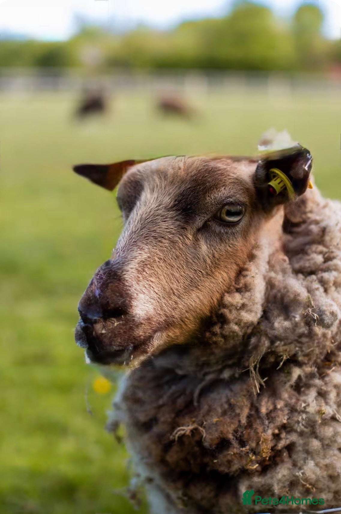 Sheep livestock Super friendly fun shetland sheep  - Advert 1