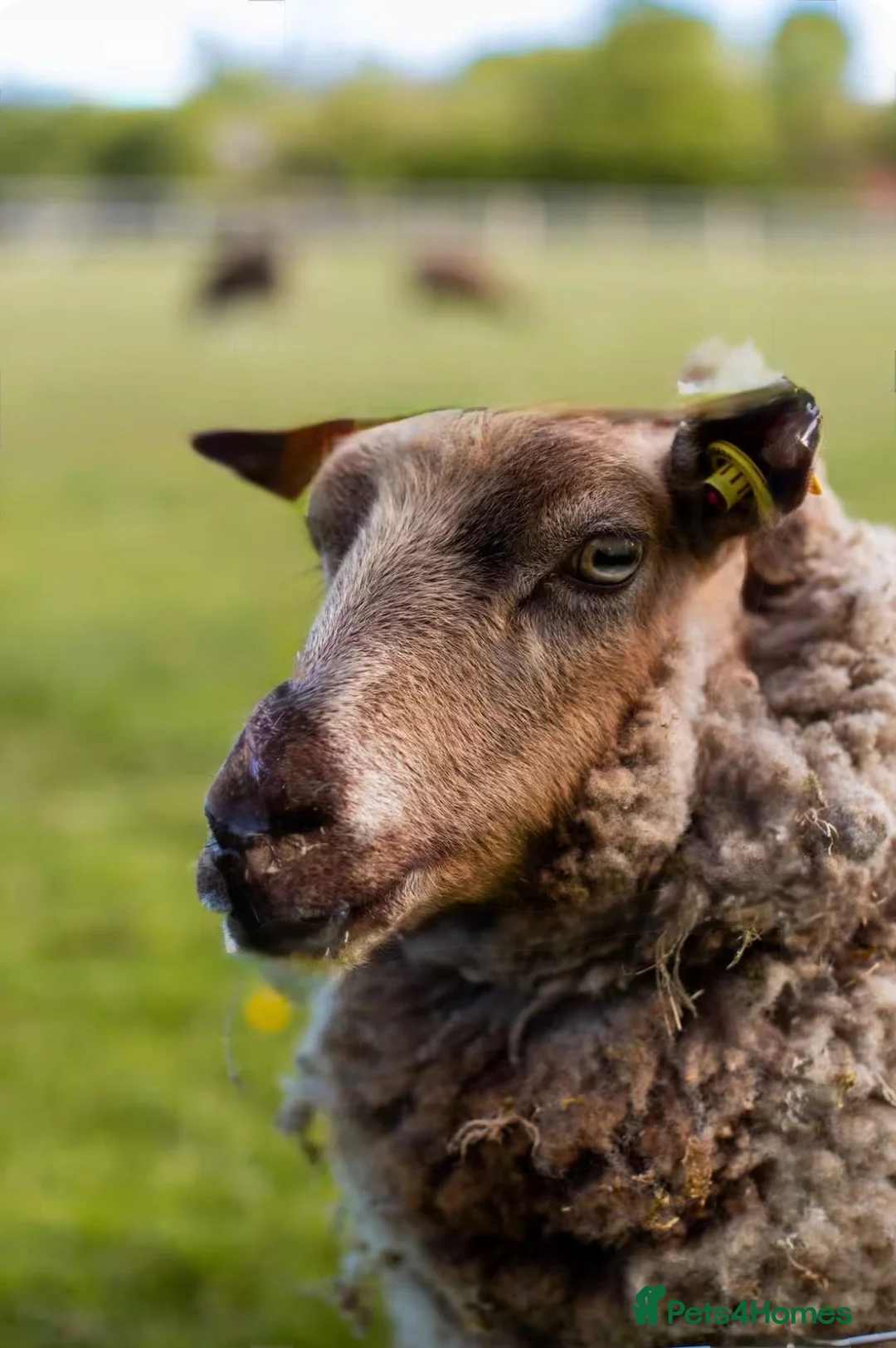 Sheep livestock for sale: Super friendly fun shetland sheep  in Lyndhurst - Advert 1