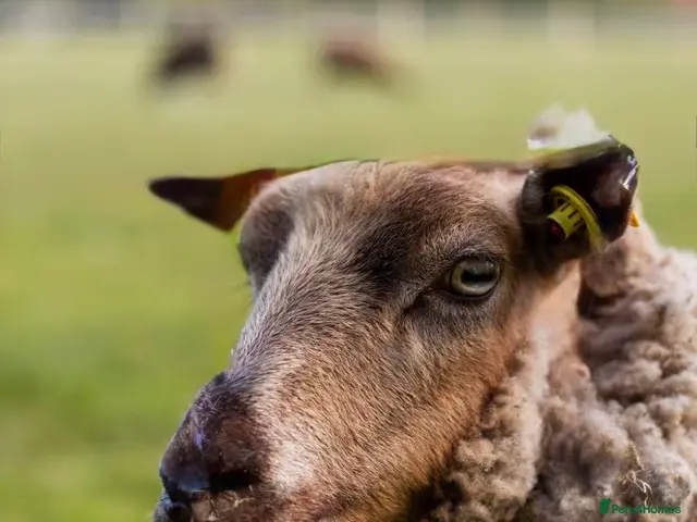 Sheep livestock for sale: Super friendly shetland sheep - Advert 1