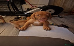 Dogue De Bordeaux dogs for sale: Reduced kc registered dogue de Bordeaux pups - Image 31
