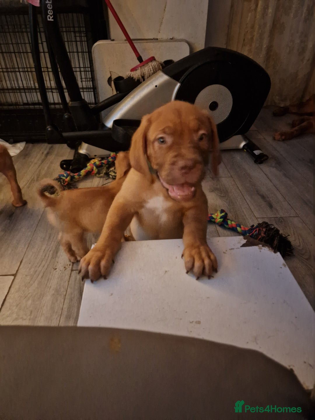Dogue De Bordeaux dogs for sale: Reduced kc registered dogue de Bordeaux pups - Image 31